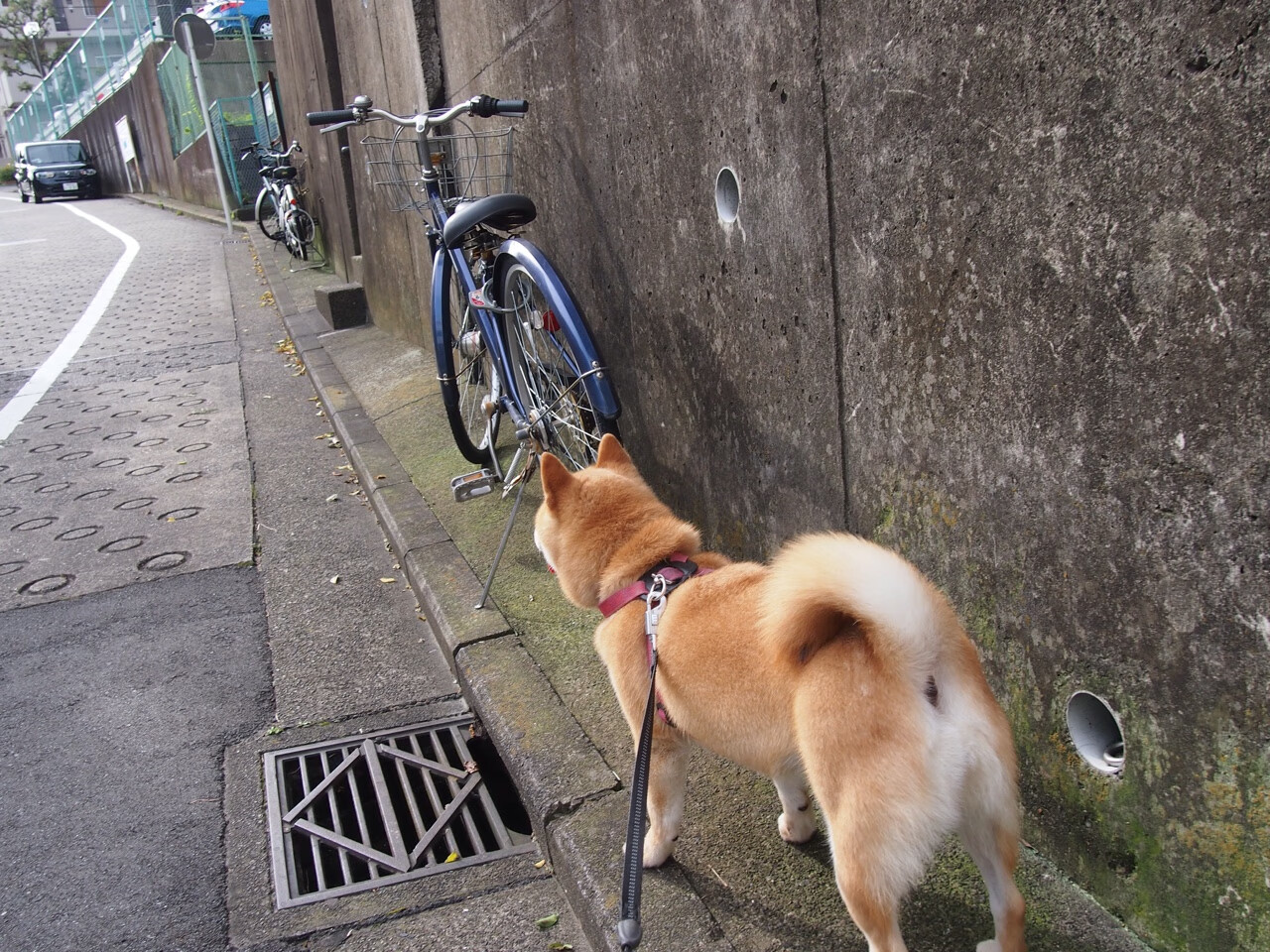 周琦狂飙难救主！0.3秒灰熊逆天绝杀掀翻山东