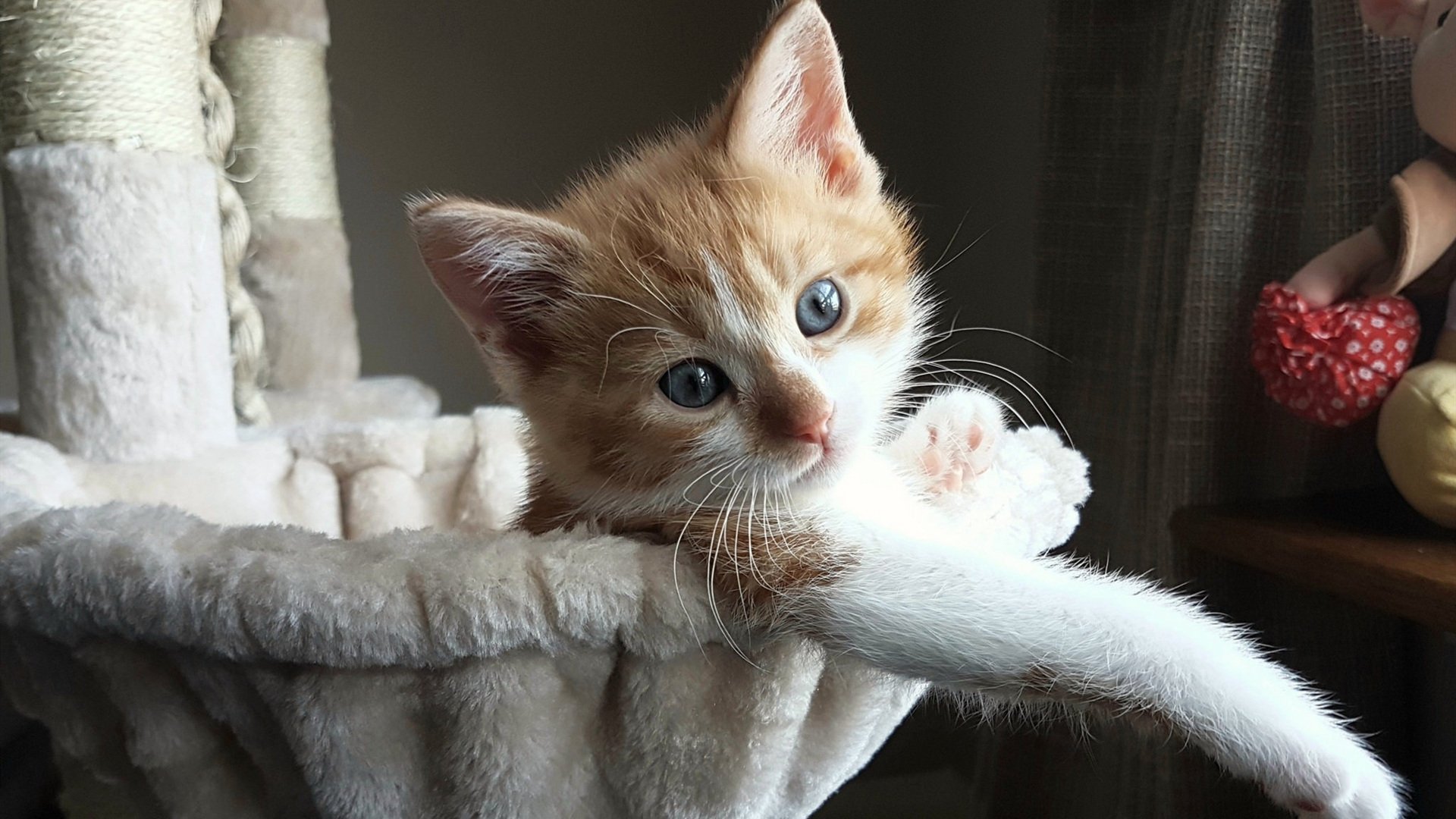 澳网，德约科维奇王冠上唯一不可撼动的明珠，为何墨尔本是他真正的试金石？