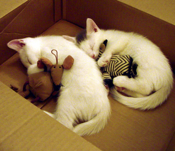 欧冠决赛焦点战，厄瓜多尔狂胜墨西哥的魔幻之夜