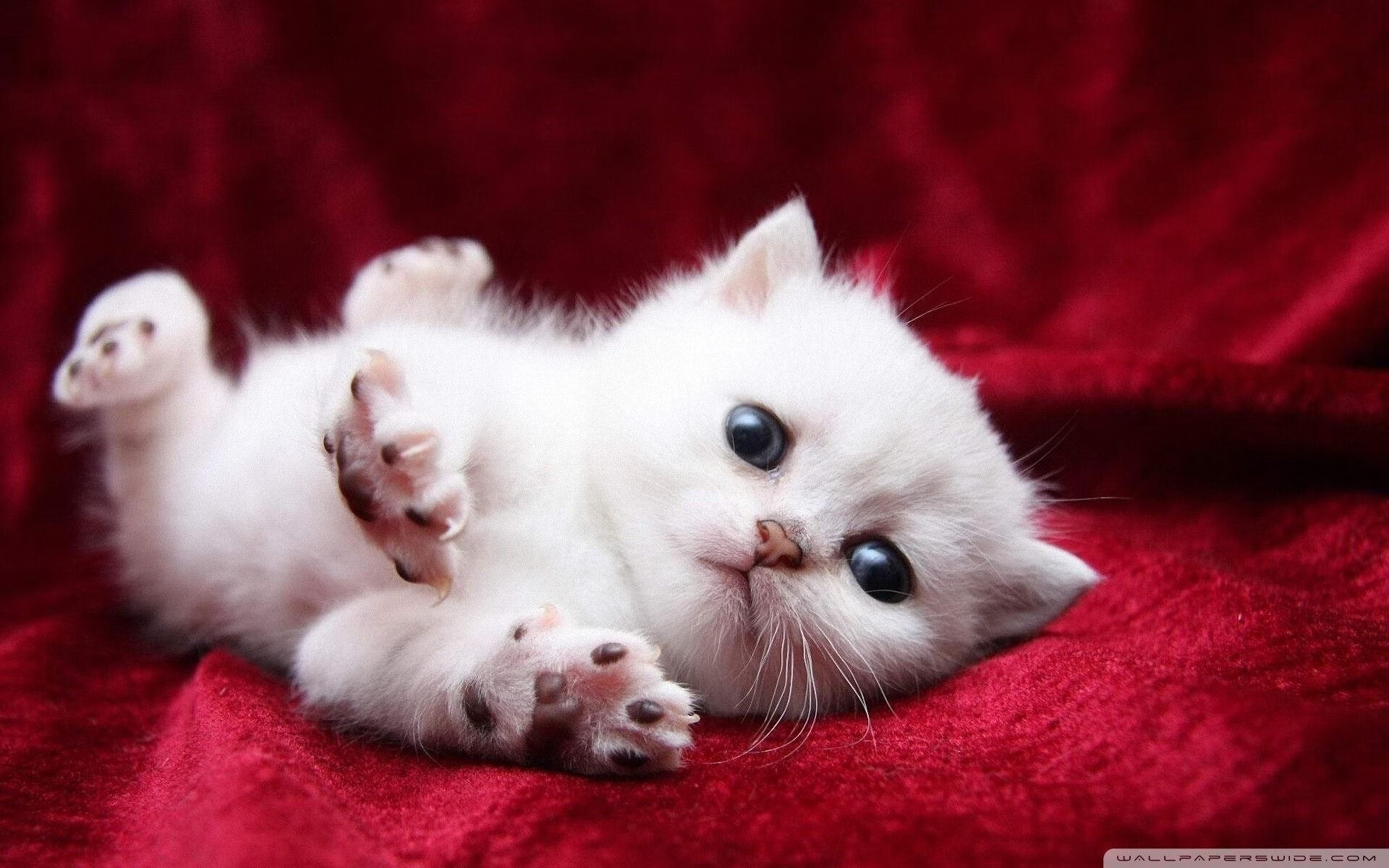 压力实验室，当阿劳霍在喧嚣中爆发，加纳于倒计时里绝杀