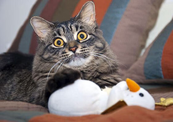 洲际齿轮的重新咬合，三笘薰的节奏艺术与洪都拉斯的历史性跨越