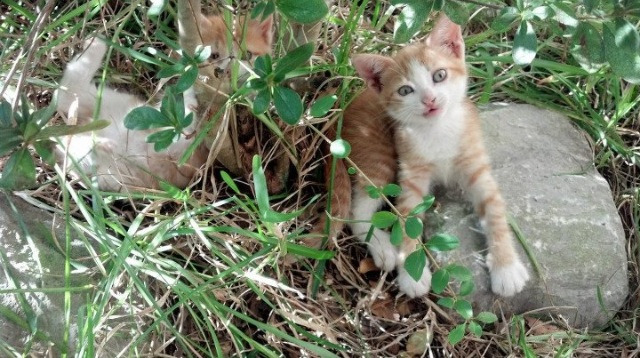 双重赛场，地缘政治与篮球的关键时刻
