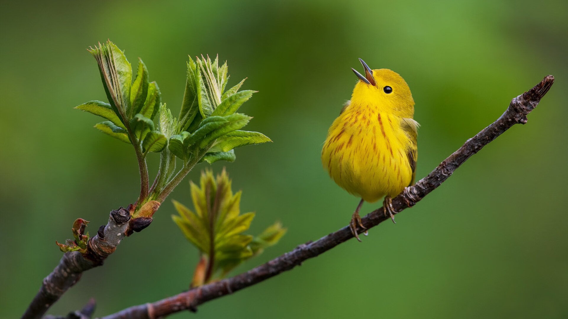 亚得里亚海与撒哈拉的对决,基耶萨,唯一穿越风暴的守护神