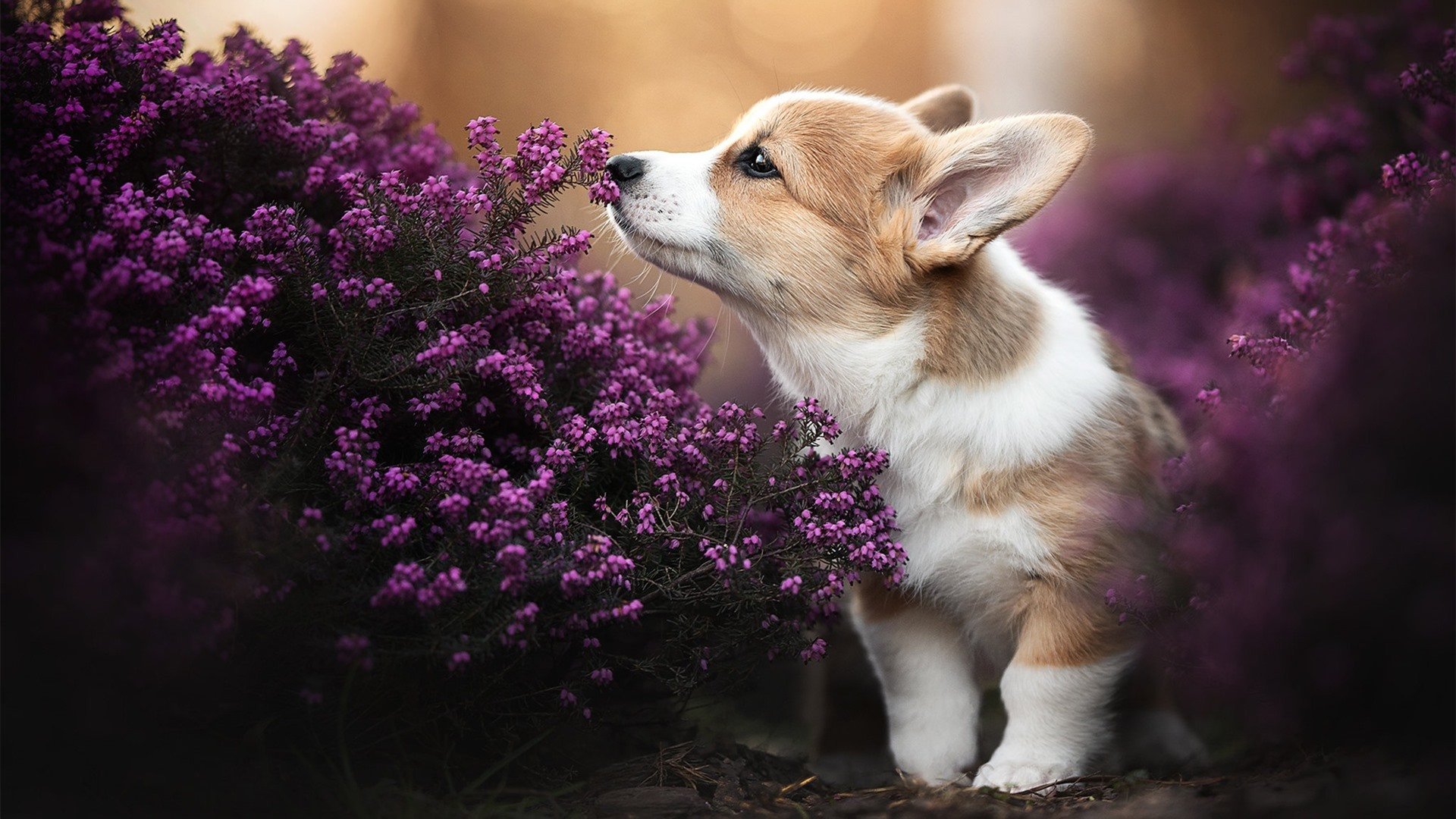 维纳斯的足球,当佛罗伦萨的蓝紫镰刀割破巴萨宇宙