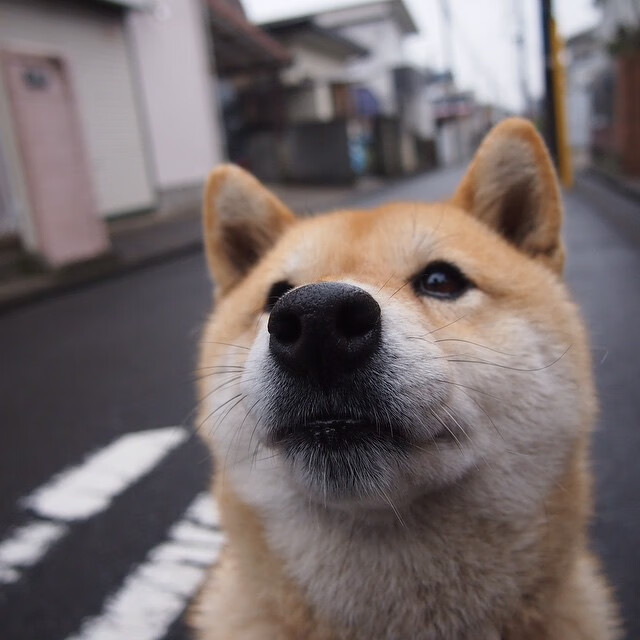 高墙与洪水，当库尔图瓦的叹息遇上澳大利亚的洪流
