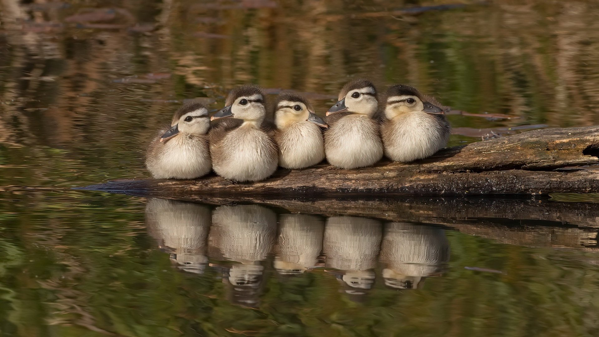 数字绿茵，当美国对阵喀麦隆，莱万算法持续制造杀伤