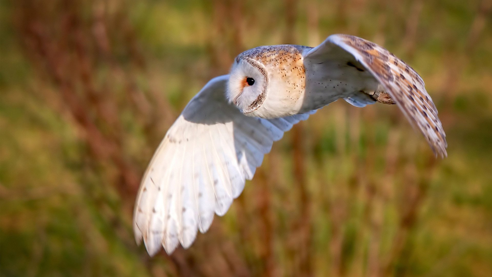 亚特兰大酒神的新配方，布鲁诺倒出西班牙的苦涩，酿就晋级醇香