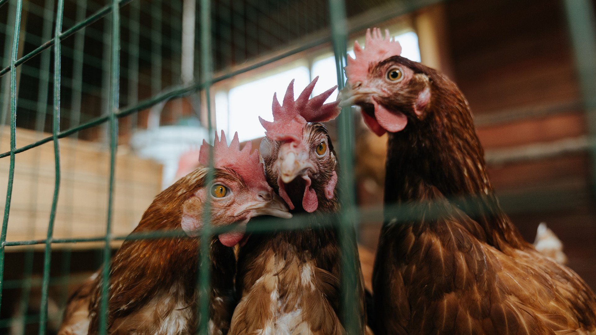 凡尔登绞肉机上的现代骑士,托尼独力摧毁亚特兰大