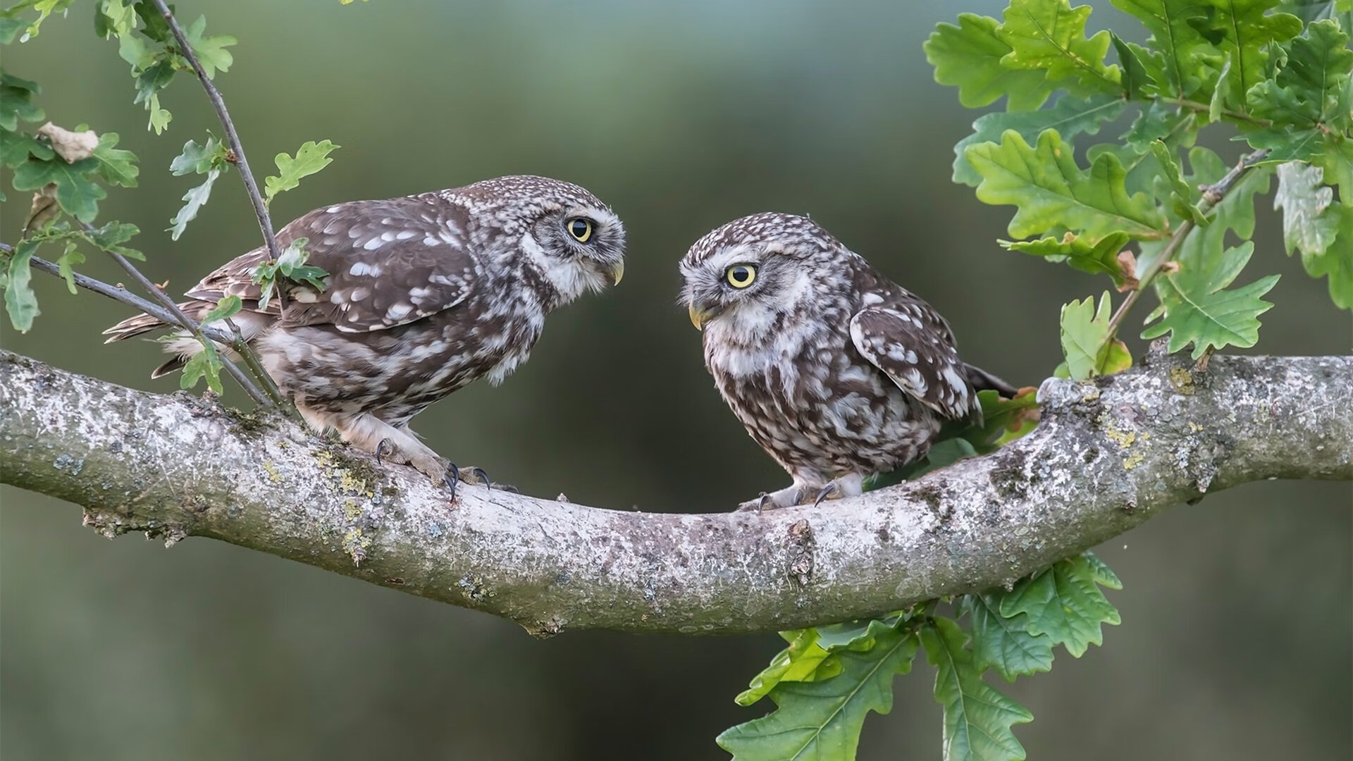南非节奏撕裂伯纳乌，楚阿梅尼三记重炮定乾坤