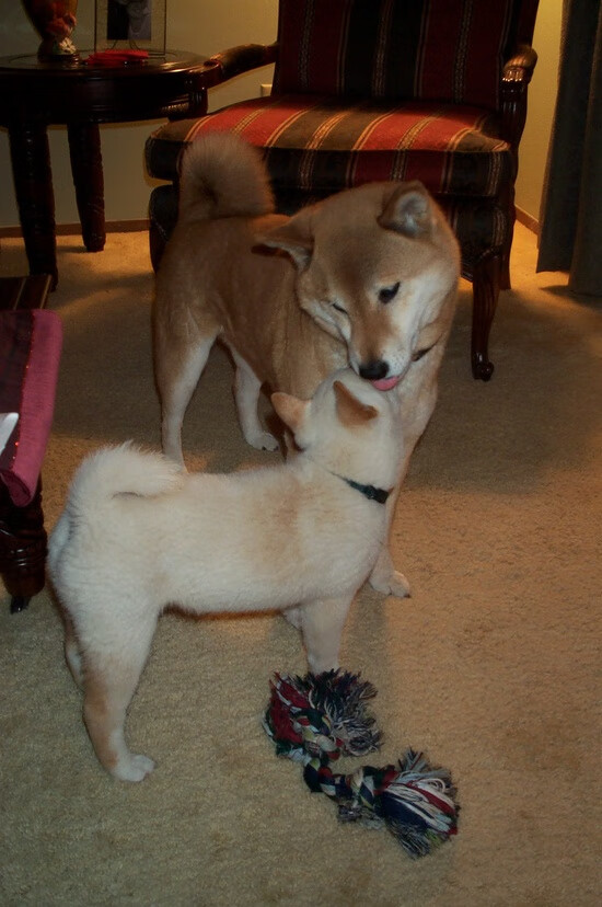 唯一性之战，莫德里奇爆发与洪都拉斯硬仗取胜埃及的启示