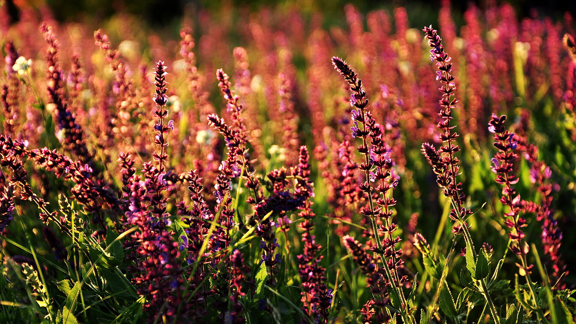 当足球诗人遭遇沙漠之狐，一场只存在于平行时空的终极对决