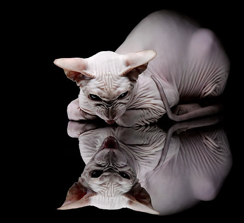 火箭升空！范弗利特惊天爆发率浙江硬仗击溃独行侠