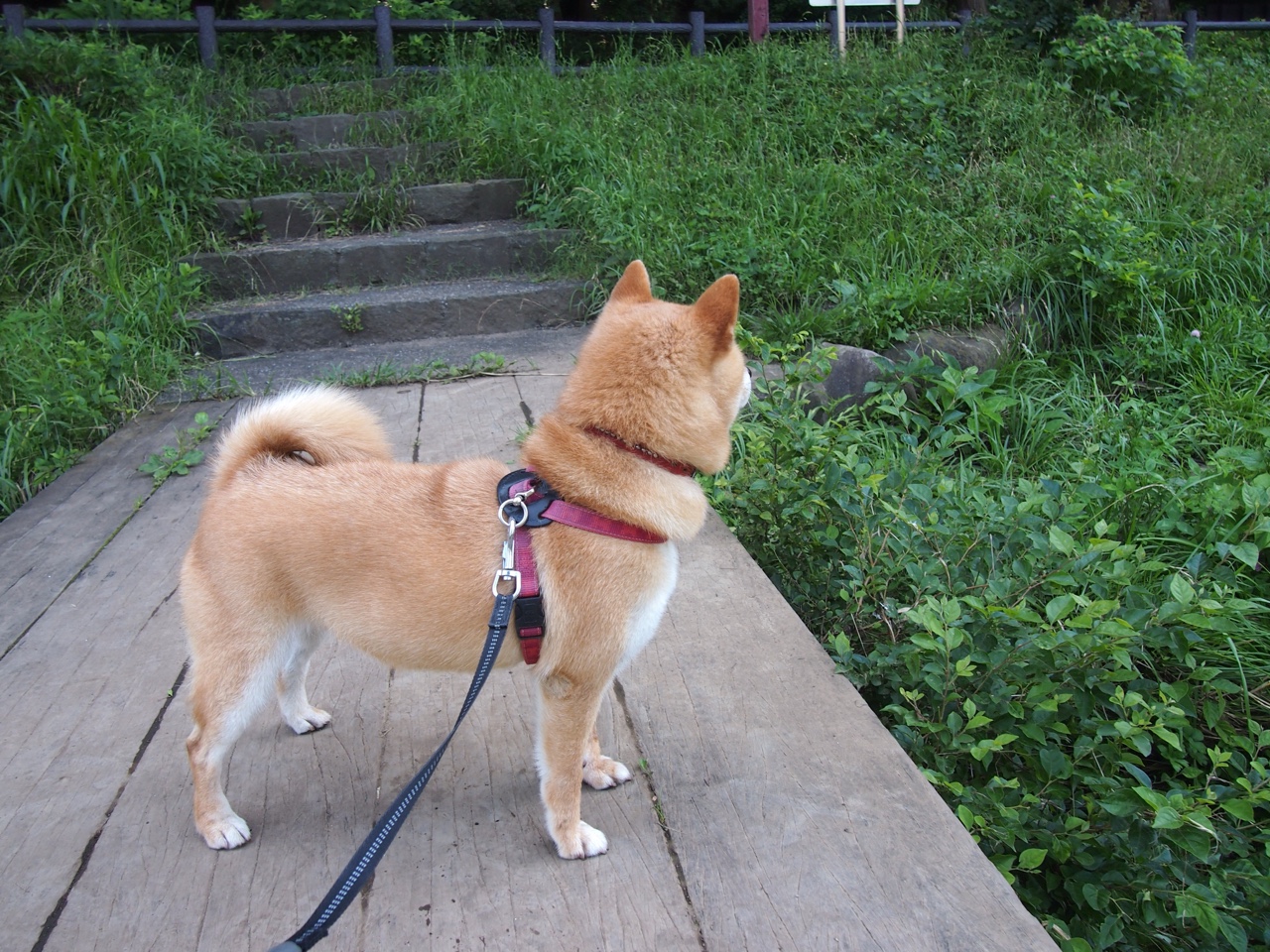 当金色风暴遇见枫叶旗帜,现代篮球的双面终结艺术