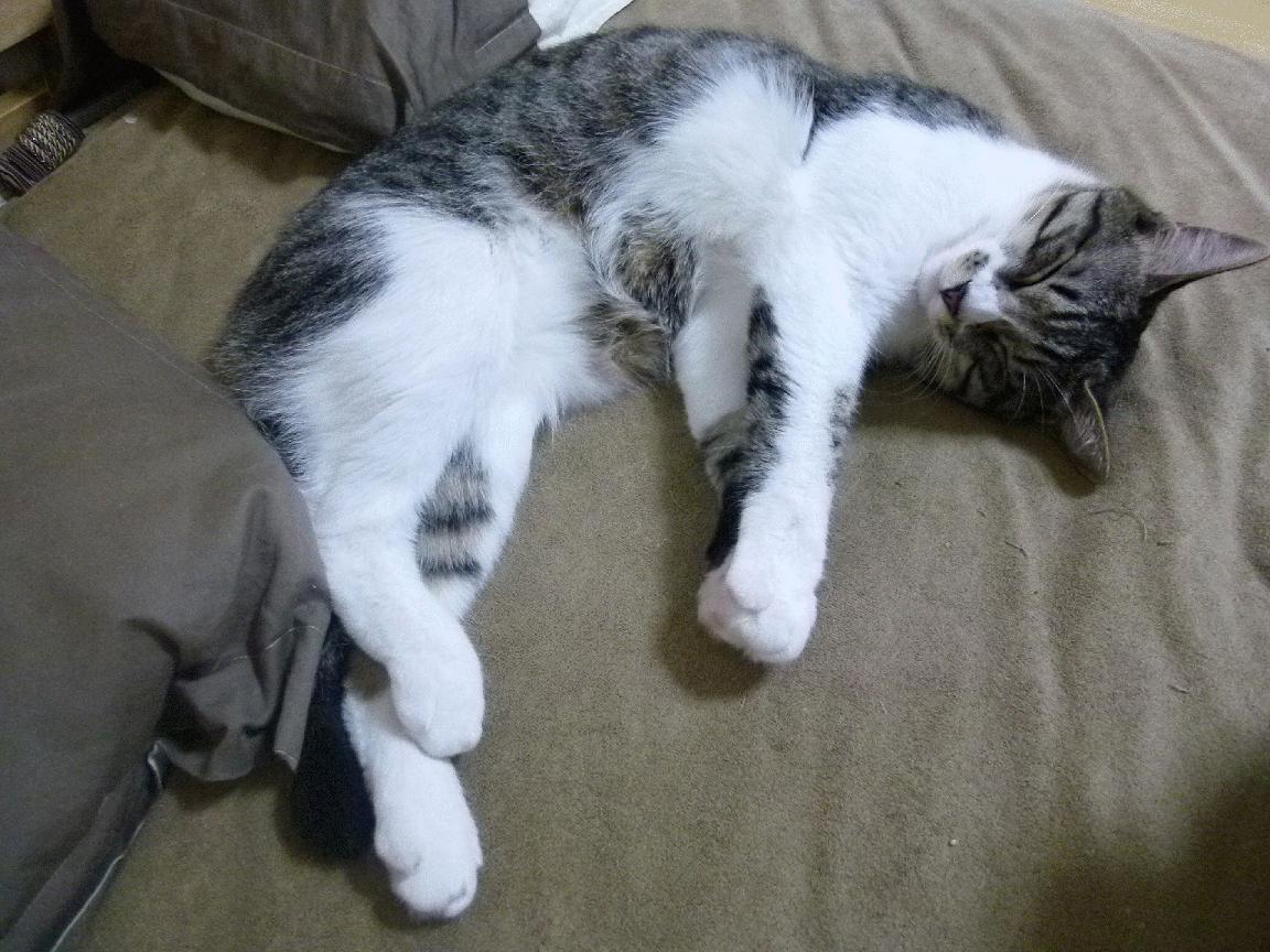 当乌克兰对阵切尔西，绿茵场上的战争隐喻与莫德里奇的孤勇