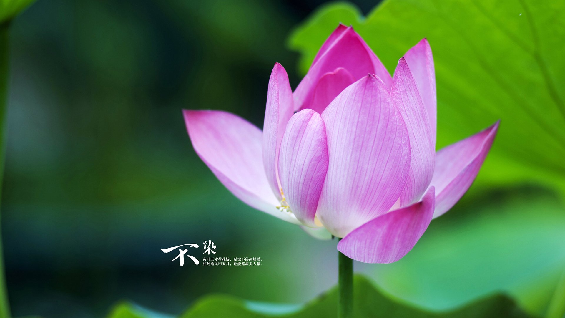 快船雷霆激战夜,武切维奇导演中锋降维打击