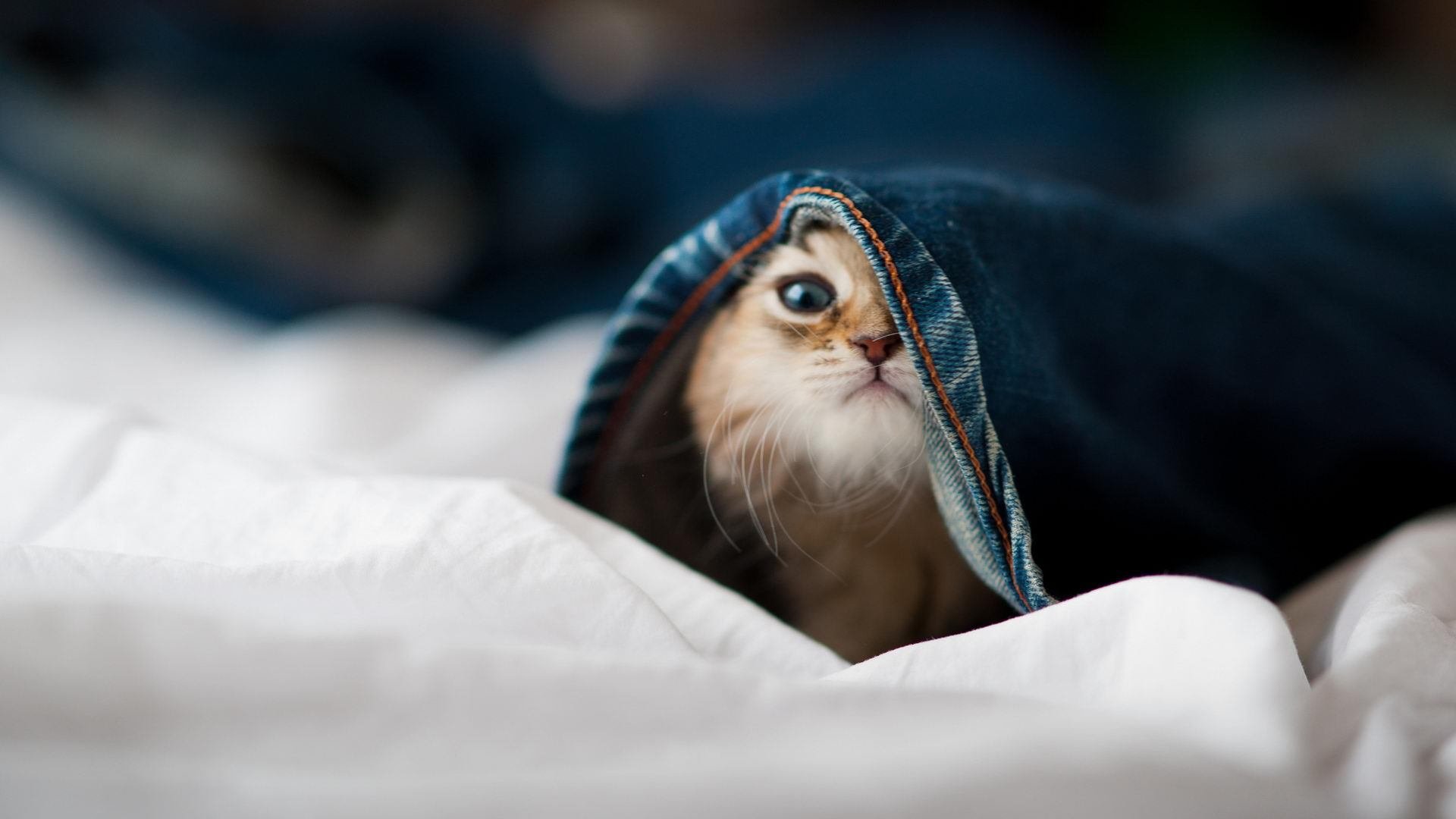 一人凿穿钢铁森林，当巴雷拉在总决赛之夜让防守体系成为背景