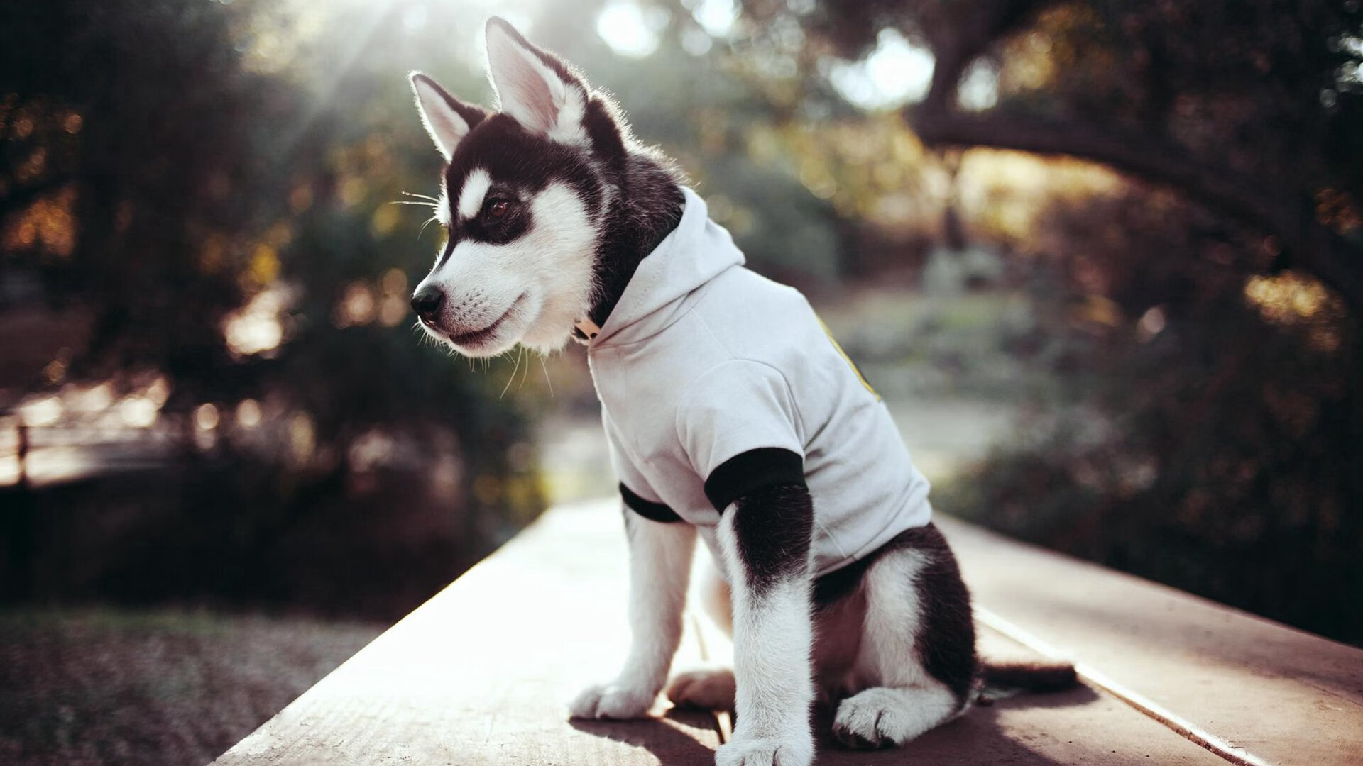 禁区艺术家与总决赛的深夜共鸣，三笘薰如何以杀伤哲学投射跨洋竞技场