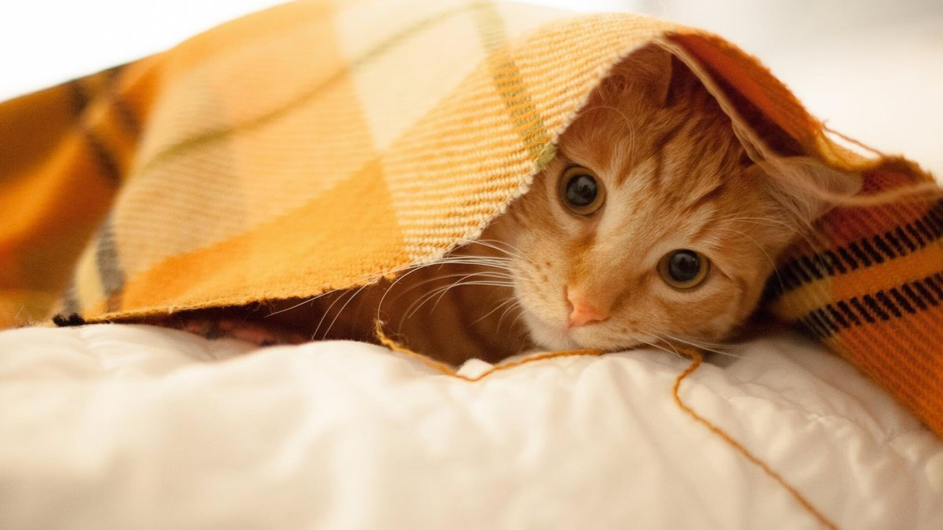 错位战神，世界杯预选赛上演地理谜题，卢卡库如何成为澳新对决的关键先生？