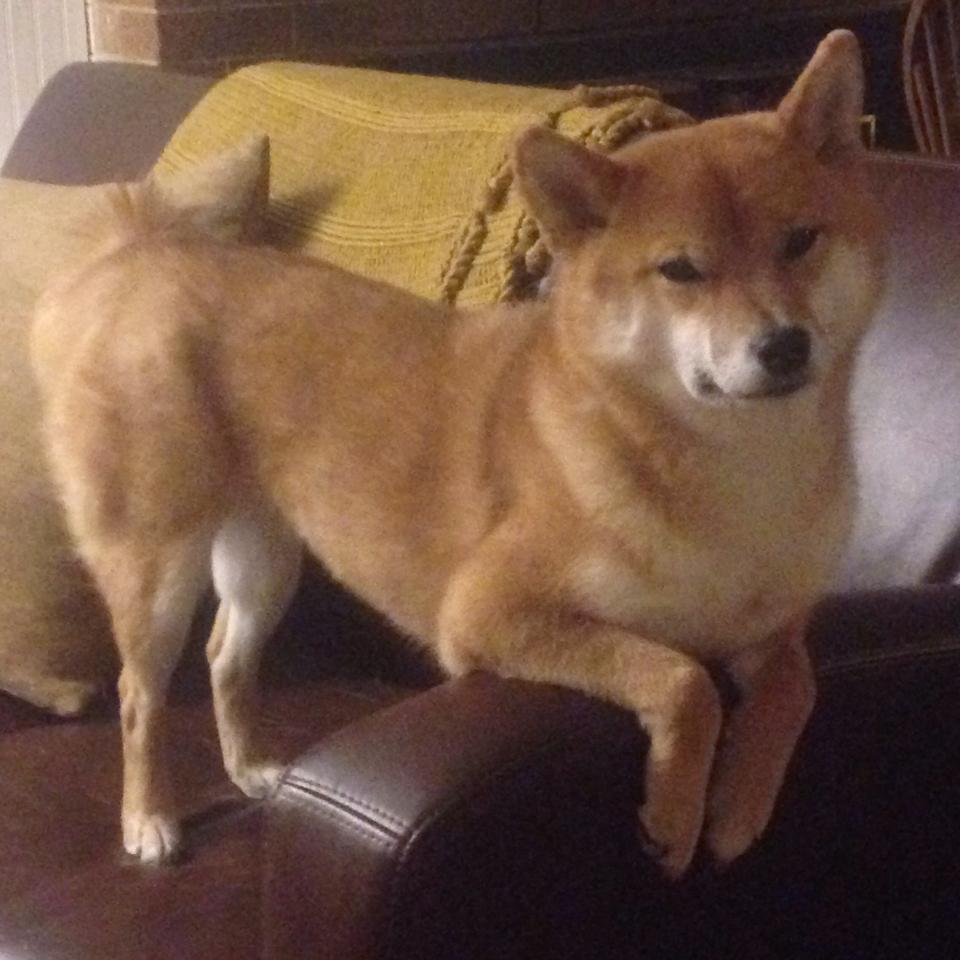 梦剧场陷落!葡萄牙三叉戟撕裂红魔,阿克定义新关键先生